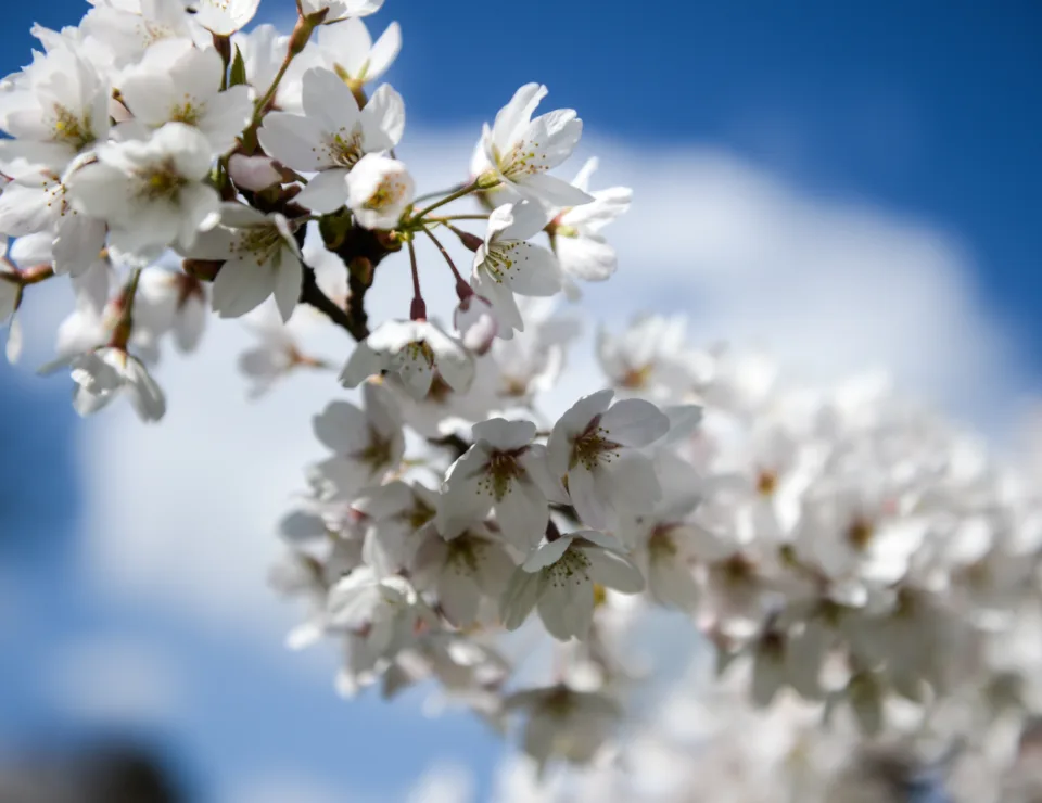 Spring Campus 3