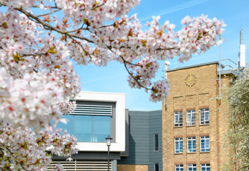 Connies cherry blossom 2