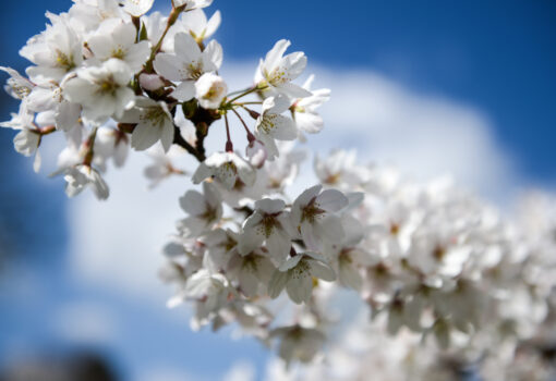 Spring Campus 3
