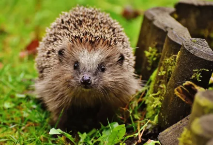 Hedgehog child 1759027 1920