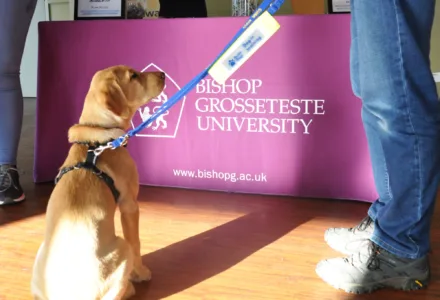 Dog at survey week