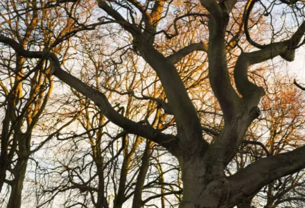 Tree 3 1
