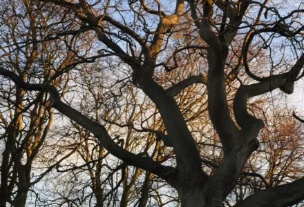 Tree2028129 1
