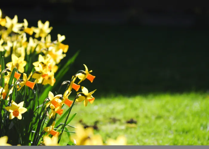 Campus daffs flowers
