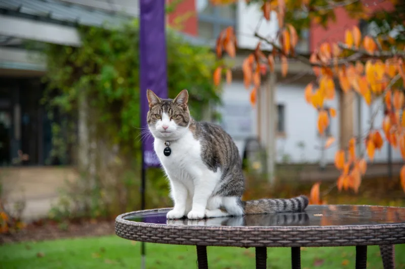 Photo taken during an Open Day: our campus cat Gizmo is sat on a table, with some autumnal trees in the background.