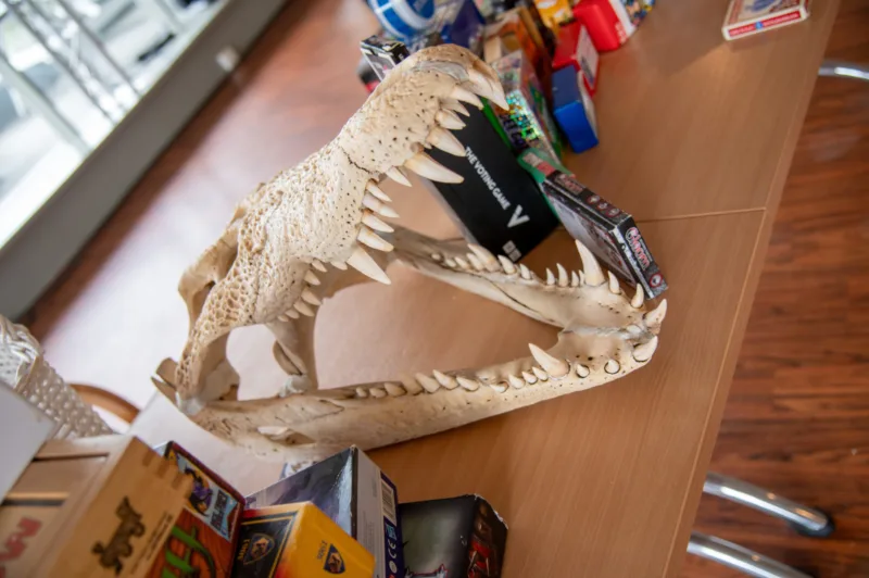 Crocodile scull