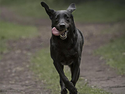 BorrowMyDoggy brown Labrador running towards camera with their tongue out BorrowMyDoggy brown Labrador running towards camera with their tongue out