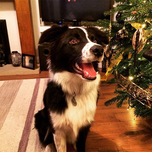 Smiley Border Collie by a Christmas Tree Smiley Border Collie by a Christmas Tree