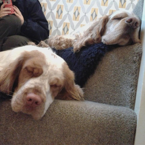 Sleepy Clumber Spaniels from BorrowMyDoggy Sleepy Clumber Spaniels from BorrowMyDoggy