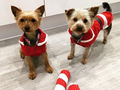 Two Yorkies from BorrowMyDoggy standing in a kitchen in Christmas jumpers Two Yorkies from BorrowMyDoggy standing in a kitchen in Christmas jumpers