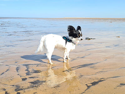 Papillion windswept at the beach Papillion windswept at the beach