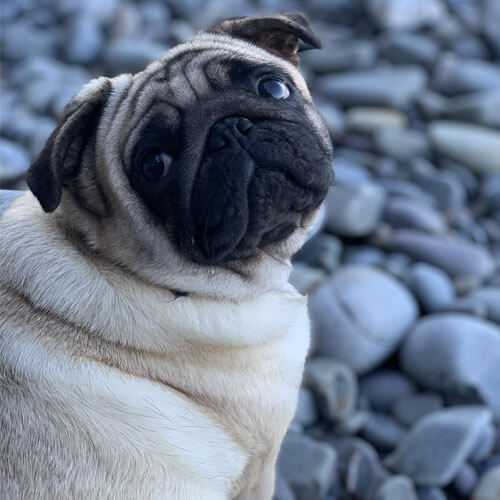 Pug looking adorable Pug looking adorable