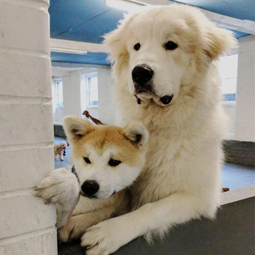 Great Pyrenees and Shiba Inu from BorrowMyDoggy Great Pyrenees and Shiba Inu from BorrowMyDoggy