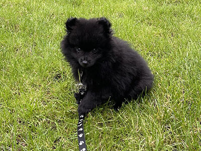 Black Pomeranian sitting on grass on their lead Black Pomeranian sitting on grass on their lead