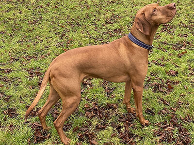 BorrowMyDoggy Hungarian Vizla side profile BorrowMyDoggy Hungarian Vizla side profile