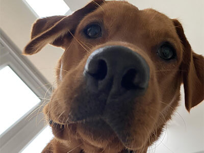 BorrowMyDoggy labrador staring at the camera from a top angle BorrowMyDoggy labrador staring at the camera from a top angle