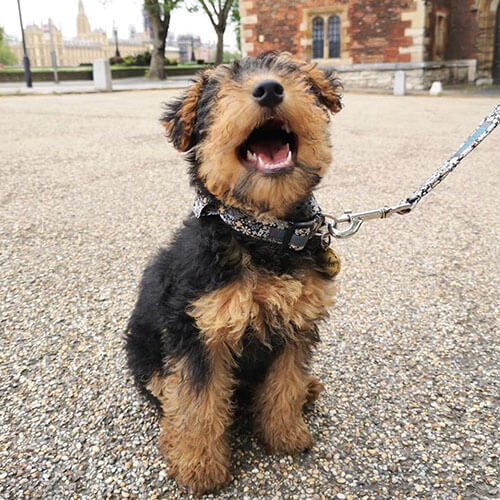 BorrowMyDoggy Welsh Terrier happy out on a walk BorrowMyDoggy Welsh Terrier happy out on a walk