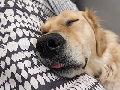 Golden Retriever asleep with their tongue hanging out Golden Retriever asleep with their tongue hanging out