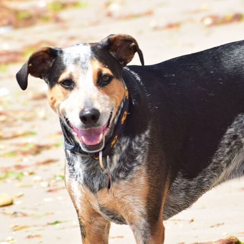 Australian Cattle Dog from BorrowMyDoggy Australian Cattle Dog from BorrowMyDoggy