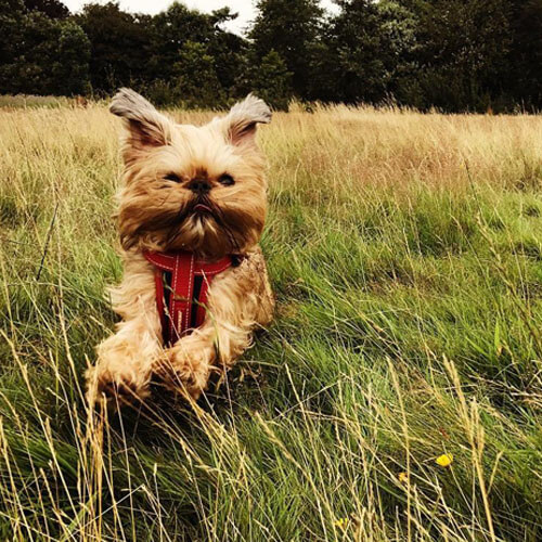 Running Brussels Griffon from BorrowMyDoggy Running Brussels Griffon from BorrowMyDoggy