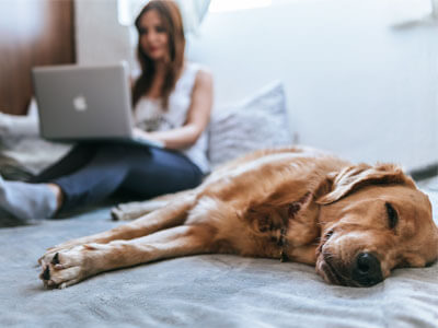 Golden Retriever sleeping on a bed next to a woman working on a laptop - credit to BRUNO EMMANUELLE Golden Retriever sleeping on a bed next to a woman working on a laptop - credit to BRUNO EMMANUELLE