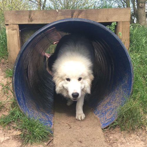 Great Pyrenees from BorrowMyDoggy Great Pyrenees from BorrowMyDoggy