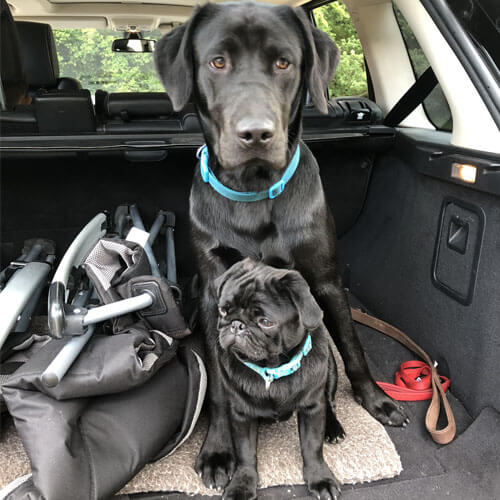Pug and labrador Pug and labrador