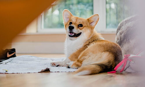 Can you get a dog if you live in a flat? BorrowMyDoggy answers here Can you get a dog if you live in a flat? BorrowMyDoggy answers here