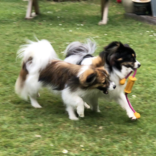 Papillon dogs playing Papillon dogs playing