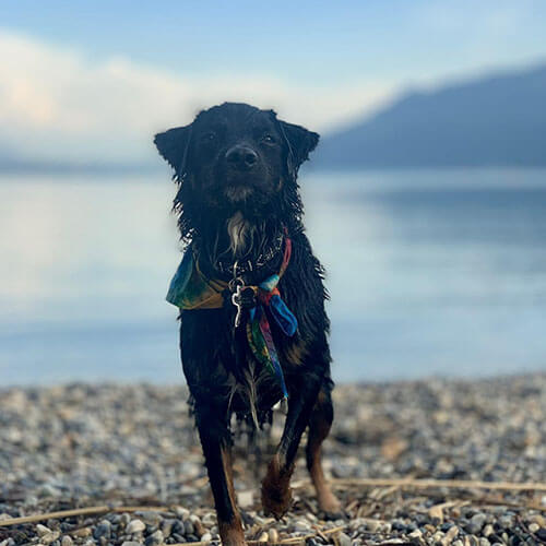 BorrowMyDoggy dog wet from coming out the sea BorrowMyDoggy dog wet from coming out the sea