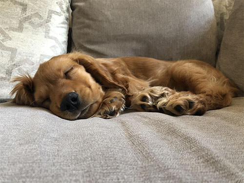 5 top tips for dogs in autumn 5 top tips for dogs in autumn