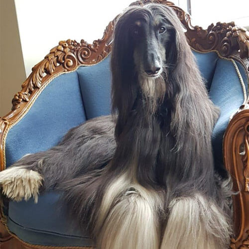 Afghan Hound on a chair Afghan Hound on a chair