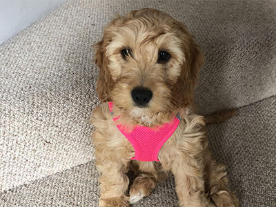 Cockapoo puppy sitting on the stairs wearing a pink harness Cockapoo puppy sitting on the stairs wearing a pink harness