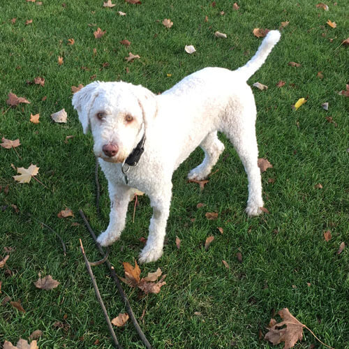 Spanish Water Dog Spanish Water Dog