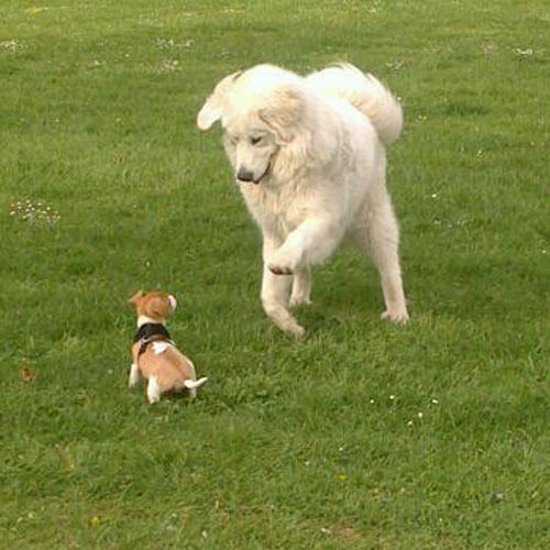 Great Pyrenees from BorrowMyDoggy Great Pyrenees from BorrowMyDoggy