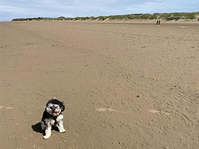 Small fluffy dog sitting on the beach Small fluffy dog sitting on the beach