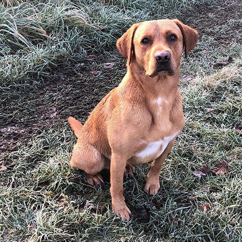 BorrowMyDoggy Labrador on frosted grass BorrowMyDoggy Labrador on frosted grass