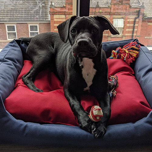 BorrowMyDoggy dog in a dog bed looking at camera BorrowMyDoggy dog in a dog bed looking at camera
