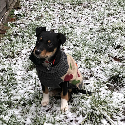 BorrowMyDoggy Jack Russell Terrier on snowy grass BorrowMyDoggy Jack Russell Terrier on snowy grass