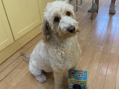 Cockapoo from BorrowMyDoggy posing with a dog friendly Easter egg Cockapoo from BorrowMyDoggy posing with a dog friendly Easter egg