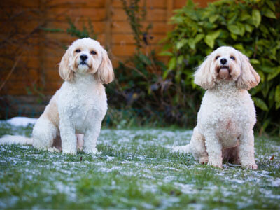 BorrowMyDoggy Cockapoos sitting on snow dusted grass BorrowMyDoggy Cockapoos sitting on snow dusted grass