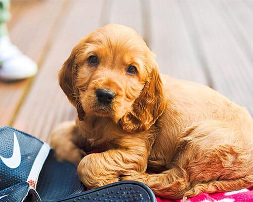 Adorable Cocker Spaniel puppy Adorable Cocker Spaniel puppy
