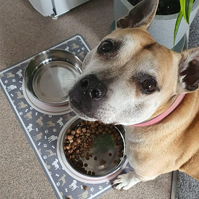 BorrowMyDoggy Staffie standing over their food bowl looking up at camera BorrowMyDoggy Staffie standing over their food bowl looking up at camera