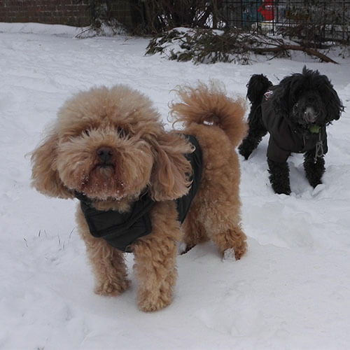 Two BorrowMyDoggy dogs in snow Two BorrowMyDoggy dogs in snow