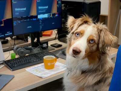 Border Collie sitting on a desk chair by a table, looking back at camera Border Collie sitting on a desk chair by a table, looking back at camera