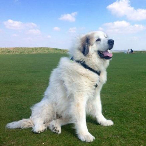 Great Pyrenees from BorrowMyDoggy Great Pyrenees from BorrowMyDoggy