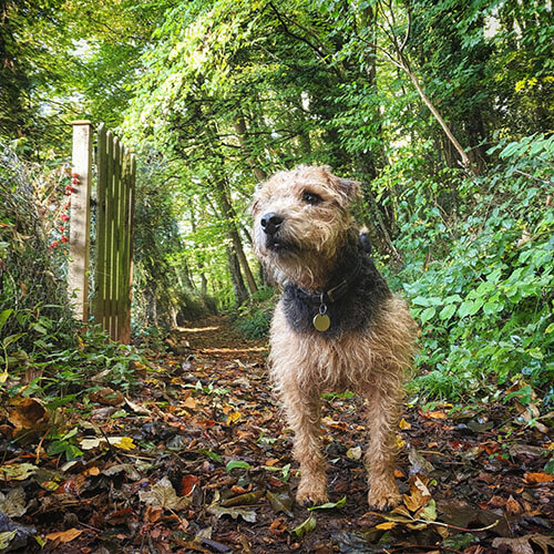 BorrowMyDoggy Border Terrier in the forest BorrowMyDoggy Border Terrier in the forest