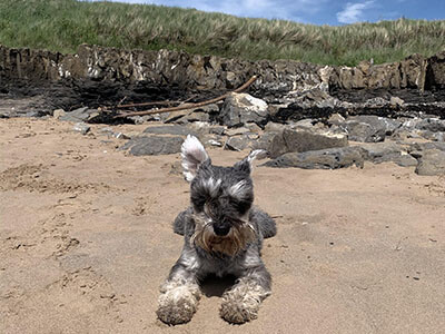 Miniature Schnazuer sitting on the beach Miniature Schnazuer sitting on the beach