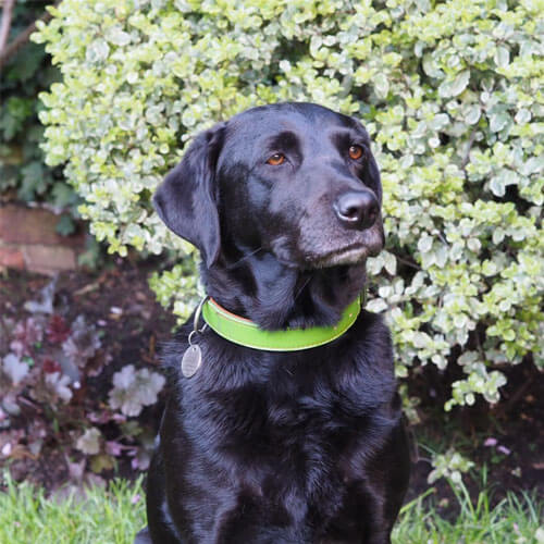 BorrowMyDoggy labrador in the garden BorrowMyDoggy labrador in the garden