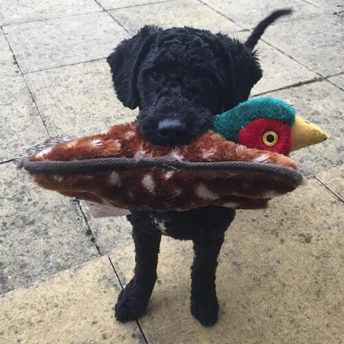 Spanish Water Dog, Indie Spanish Water Dog, Indie